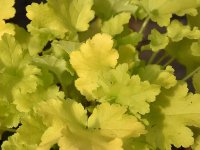 Heuchera 'Lime Marmelade' GD9