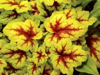 Heucherella 'Stoplight' GD8