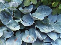 Hosta 'Big Daddy' GD9