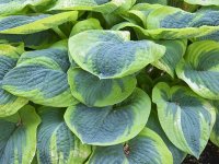 Hosta 'France' GD9