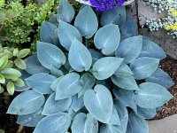 Hosta 'Tardiana Halcyon' GD9