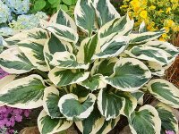 Hosta 'Patriot' GD9
