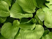 Hosta 'Royal Standar' GD9