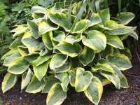 Hosta 'Wide Brim' GD9