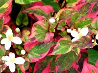 Houttuynia cordata 'Chameleon' GD8
