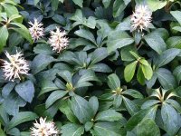 Pachysandra terminalis GD8