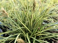 Carex oshimensis 'Evergold' CONT1L