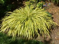 Hakonechloa macra 'Aureola' GD9