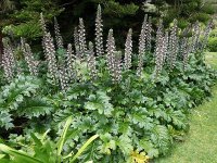 Acanthus mollis CONT2.5L