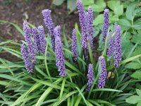 Liriope muscaris 'Big Blue' CONT1L