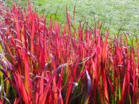 Imperata cylindrica 'Red Baron' CONT1L