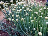 Ciboule - Allium fistulosum GD8