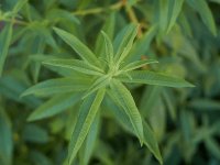 Verveine citronelle - Aloysia citrodora GD8