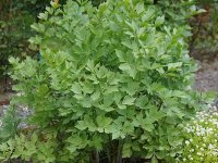 Céleri vivace - Levisticum officinale GD8