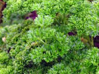 Persil frisé - Petroselinum crispum GD8