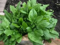 Oseille vierge - Rumex acetosa GD8