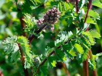 Pimprenelle - Sanguisorba minor GD8