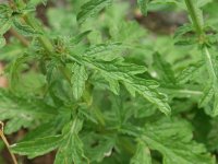 Verveine officinale - Verbena officinalis GD8