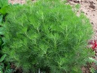 Armoise citronelle - Artemisia abrotanum GD8