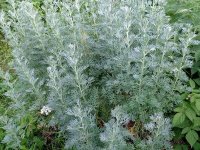 Absinthe - Artemisia absinthium GD8