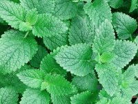 Menthe poivrée - Mentha piperita GD8