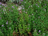 Menthe aquatique - Mentha aquatica