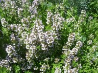 Sariette - Satureja montana GD8