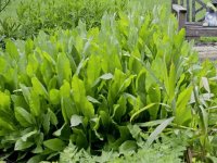 Plante Chartreuse - Tanacetum balsamita GD8