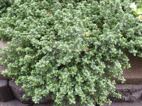 Thym citron - Thymus citriodorus GD8