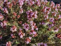 Thym commun - Thymus vulgaris GD8