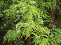 Gleditsia triacanthos - Févier d’Amérique