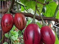 Tamarillo - Cyphomandra betacea Lot de 10 graines