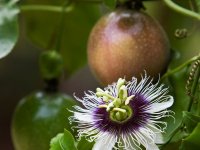 Fruit de la passion (Grenadille) - Passiflora edulis Lot de 10 graines