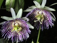 Passiflore Grenadelle - Passiflora ligularis Lot de 10 graines