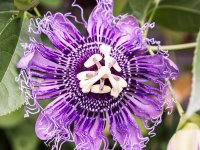 Passiflora incarnata 'Eia Popeia' Lot de 10 graines