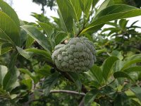 Pomme cannelle - Annona squamosa Lot de 3 graines