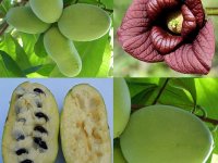 Asiminier Paw Paw / Mangue du Canada - Asimina triloba Paw Paw Lot de 5 graines