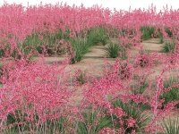 Yucca corail / Faux-Yucca - Hesperaleo parviflora Lot de 20 graines