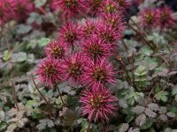 Lampourde à petites feuilles - Acaena microphylla GD8