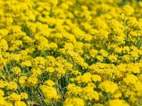 Corbeille-d'or - Alyssum montanum GD8