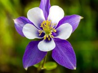 Ancolie des jardins - Aquilea vulgaris 'Blue Star' GD8
