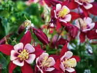 Ancolie des jardins - Aquilea vulgaris 'Crimson Star' GD8