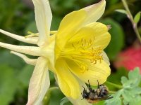 Ancolie jaune - Aquilegia chrysantha Yellow Queen  GD8