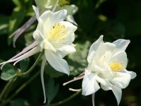 Ancolie des jardins - Aquilegia caerulea 'Kristall' GD8