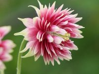 Ancolie des jardins - Aquilegia vulgaris 'Nora Barlow' GD8