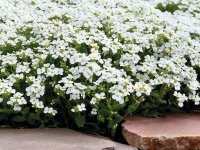 Corbeille d'argent - Arabis caucasica GD8