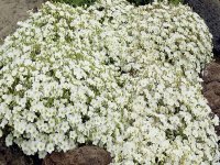 Sabline des Montagnes  - Arenaria montana GD8