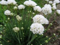 Gazon d'Espagne - Armeria maritima 'Alba' GD8