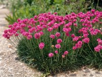 Gazon d'Espagne - Armeria maritima GD8