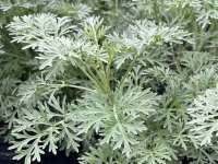 Armoise - Artemisia arborescens 'Powis Castle'  GD8